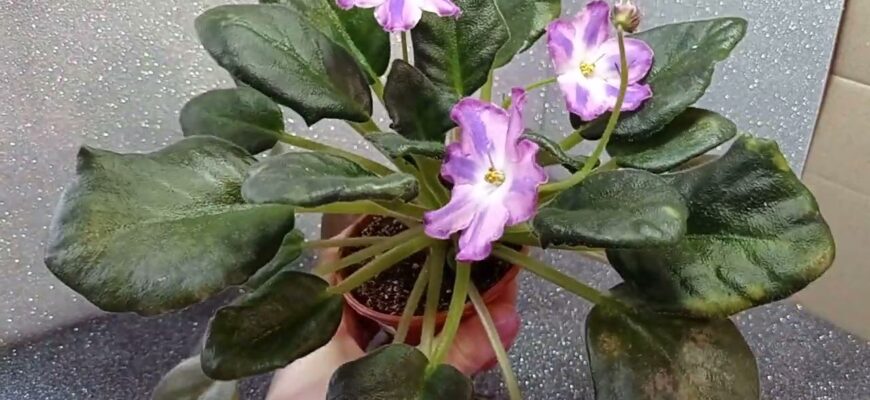 Як знайти та видалити пасинки у фіалки: поради для квітникарів