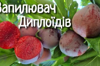 Ким запилюється слива: важливі запилювачі для врожаю вашого саду