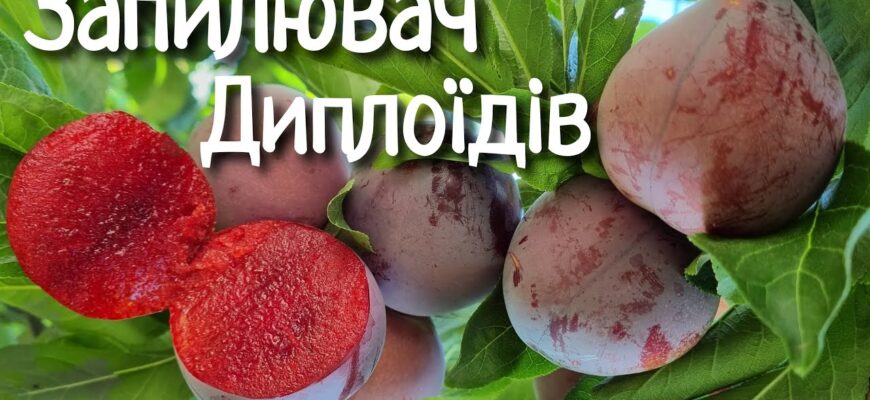 Ким запилюється слива: важливі запилювачі для врожаю вашого саду