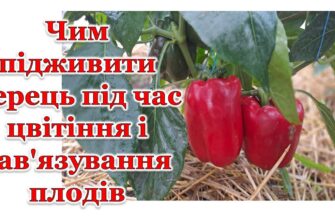 Оптимальне перше підживлення перцю: які добрива обрати для гарного врожаю