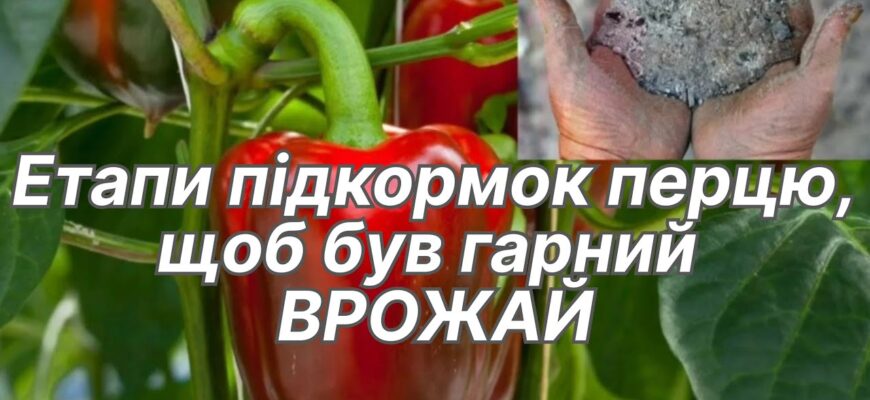 Ідеальні культури для посадки після перцю: що вибрати для оптимального урожаю?