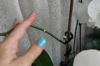 Як ефективно використовувати палицю від орхідеї у догляді за рослинами