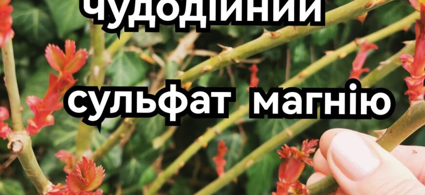 Як правильно розвести сульфат магнію для ефективного поливу квітів