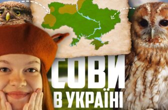 Загадки сов Сочі: Які види мешкають у цьому регіоні?