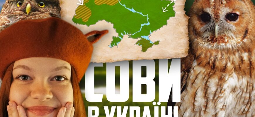 Загадки сов Сочі: Які види мешкають у цьому регіоні?
