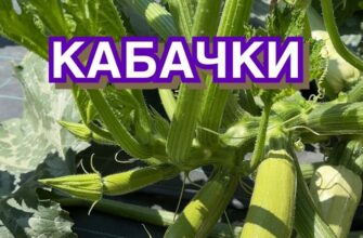 Причини деформації плодів кабачків: основні фактори та вирішення проблеми