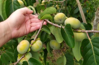 Чому хурма опадає: основні причини та способи їх усунення