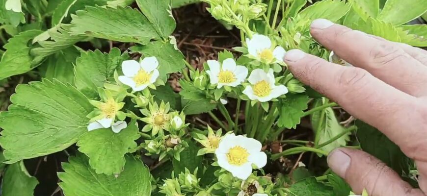 Оптимальний час для внесення кальцієвої селітри при вирощуванні полуниці