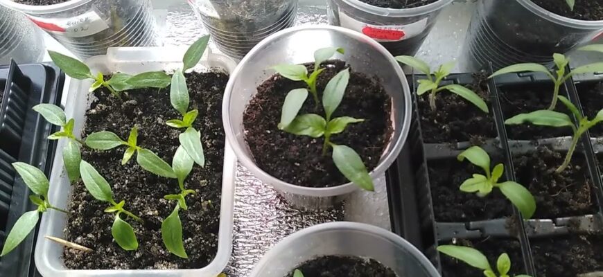 Ефективні добрива для зміцнення стовбура розсади: покроковий гід