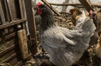 Оптимальний вік курей для висиджування яєць: коли починають сідати?