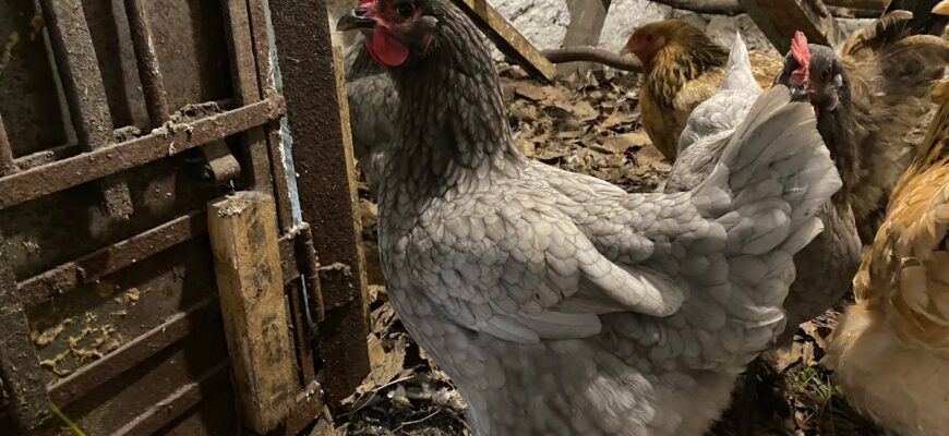 Оптимальний вік курей для висиджування яєць: коли починають сідати?