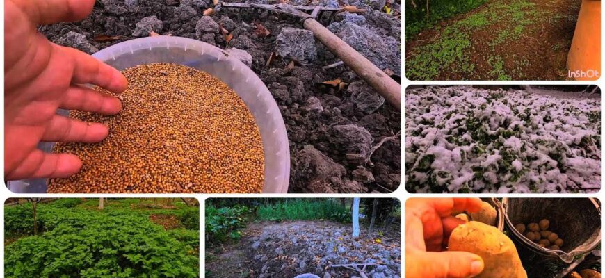 Для чого висівають гірчицю після картоплі: користь і переваги сидерації