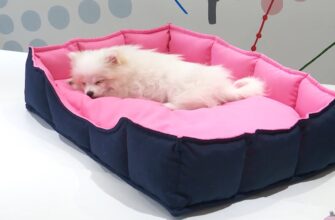 Чим наповнити лежанку для собаки: найкращі матеріали та поради