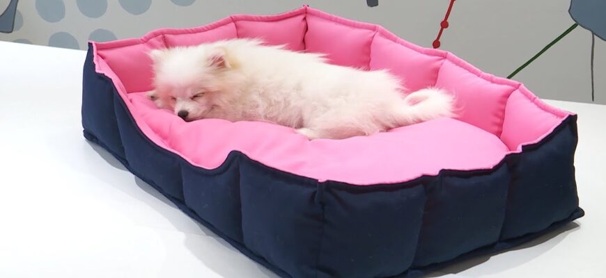 Чим наповнити лежанку для собаки: найкращі матеріали та поради