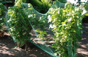 Як ефективно захистити кущі смородини від птахів: практичні поради