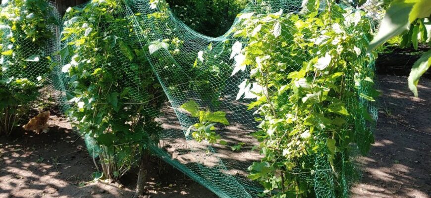 Як ефективно захистити кущі смородини від птахів: практичні поради