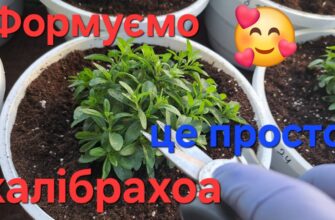 Як садити калібрахоа: поради, методи та догляд за рослиною