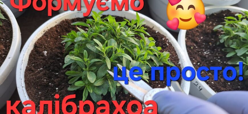 Як садити калібрахоа: поради, методи та догляд за рослиною