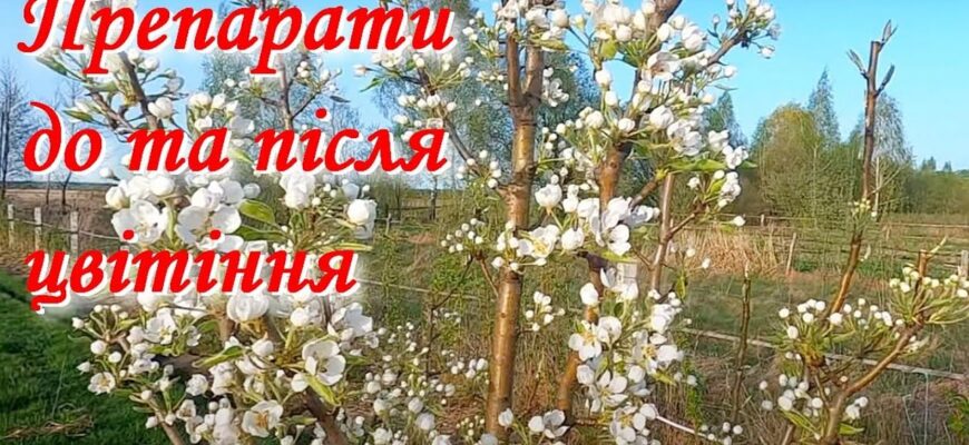 Оптимальні засоби для обробки плодових дерев в період цвітіння