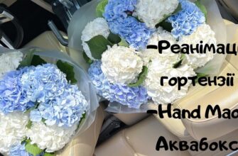 Ефективні методи швидкого реанімування гортензій: покроковий гайд