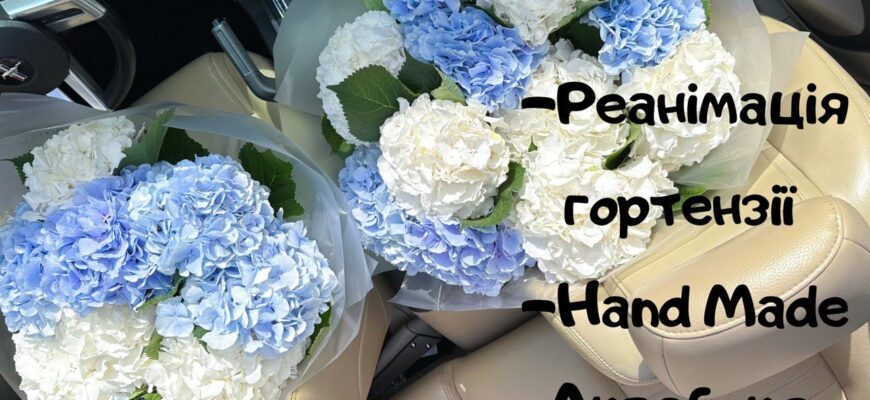 Ефективні методи швидкого реанімування гортензій: покроковий гайд