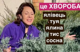 Хвойні: ефективні методи захисту від грибкових захворювань