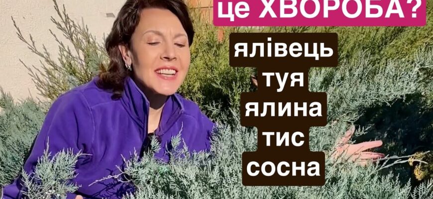 Хвойні: ефективні методи захисту від грибкових захворювань