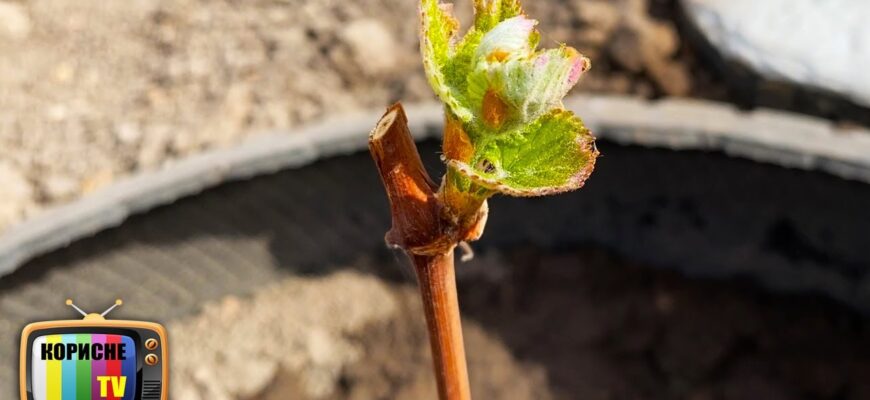 Як правильно посадити однорічний саджанець винограду: покрокова інструкція