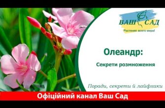 Як правильно взяти відросток у олеандра: покрокова інструкція та поради