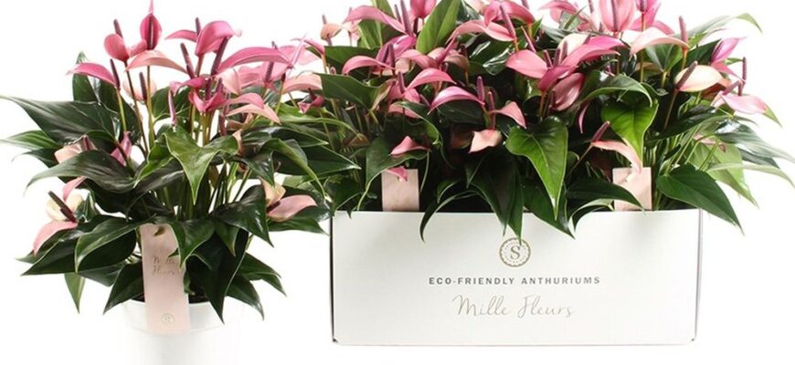 Оптимальний вибір квітів для подарунка: які купити, щоб вразити?