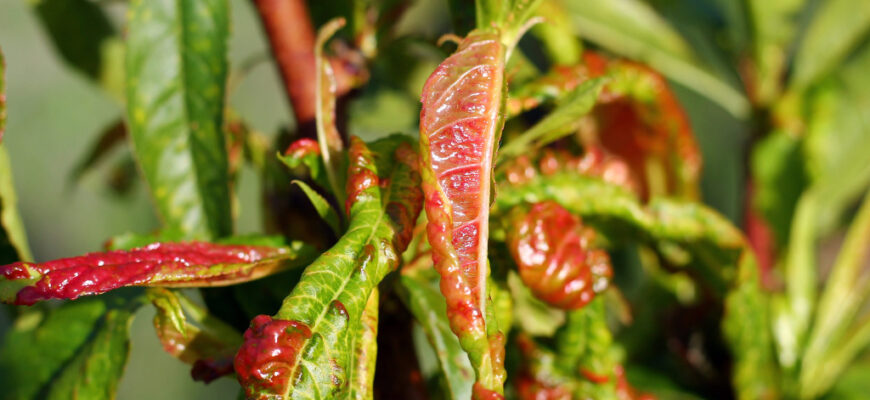 Персик: Які захворювання можна полегшити завдяки цьому фрукту?