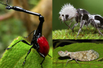 Незвичайні комахи: відкрийте для себе дивовижний світ ентомології