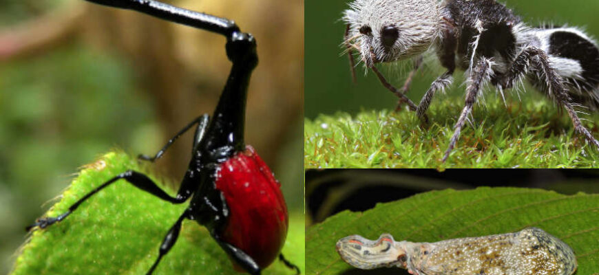 Незвичайні комахи: відкрийте для себе дивовижний світ ентомології