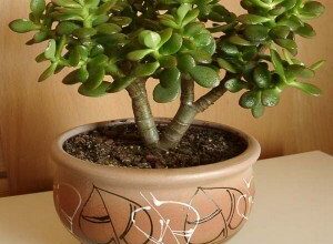 Як вибрати ідеальний горщик для грошового дерева: поради та рекомендації