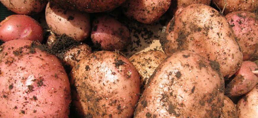 Чи безпечно споживати картоплю після обробки від колорадського жука?