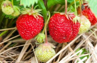 Пересадка полуниці восени: покрокова інструкція на нове місце