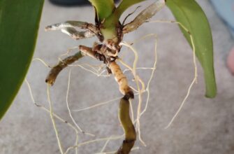 Ефективні засоби для обробки та відновлення гниючої орхідеї