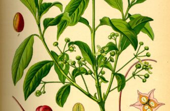 Де саме в Росії зустрічається бересклет: оптимальні регіони та умови