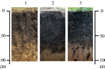 Чому в степу так мало дерев: природні умови та екологічні фактори