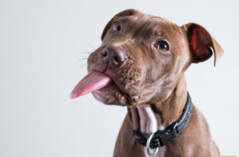 Цікаві факти про собак: дізнайтеся більше про вашого улюбленця