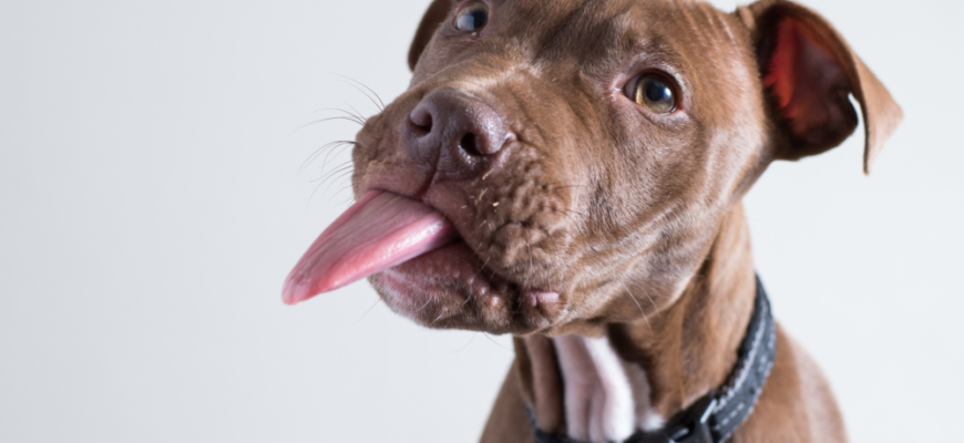 Цікаві факти про собак: дізнайтеся більше про вашого улюбленця