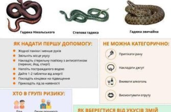 Ефективні напої при укусі гадюки: що обрати для швидкого відновлення