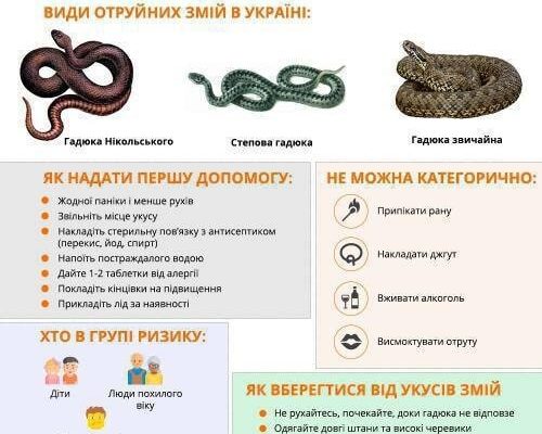Ефективні напої при укусі гадюки: що обрати для швидкого відновлення