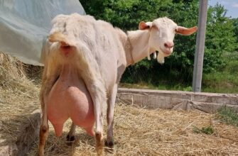 Вартість дійної кози: скільки доведеться витратити на покупку?