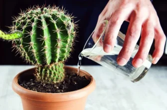 Як правильно приготувати кактус: покрокова інструкція для гурманів