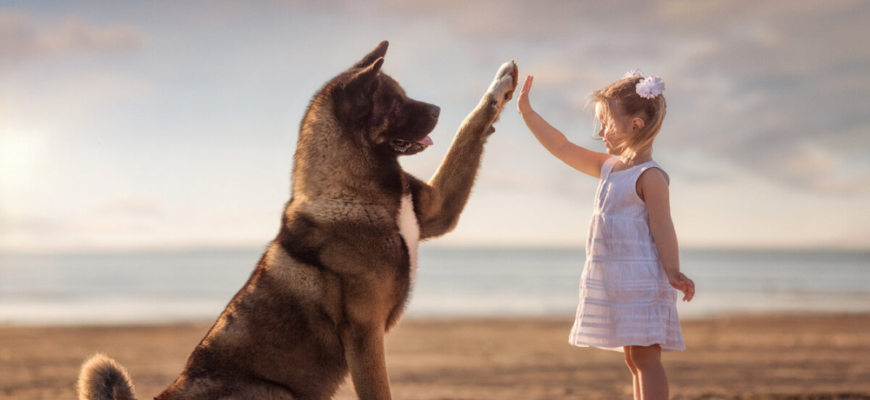 5 чудових фільмів про собак для дітей: рекомендації від експертів 5 чудових фільмів про собак для дітей: рекомендації від експертів