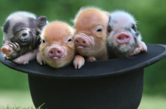 1983 – рік якої тварини за східним календарем: символ року