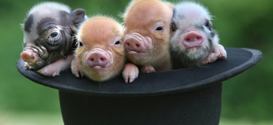 1983 – рік якої тварини за східним календарем: символ року