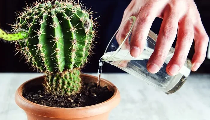 Як правильно приготувати кактус: покрокова інструкція для гурманів