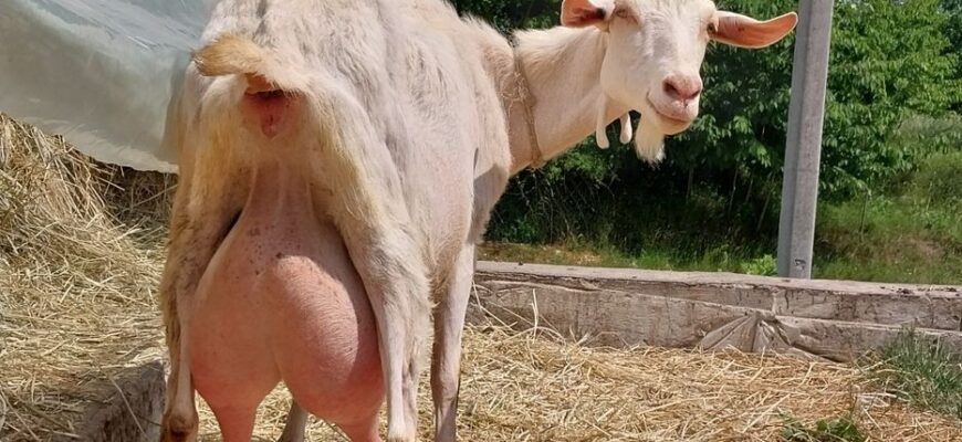 Вартість дійної кози: скільки доведеться витратити на покупку?